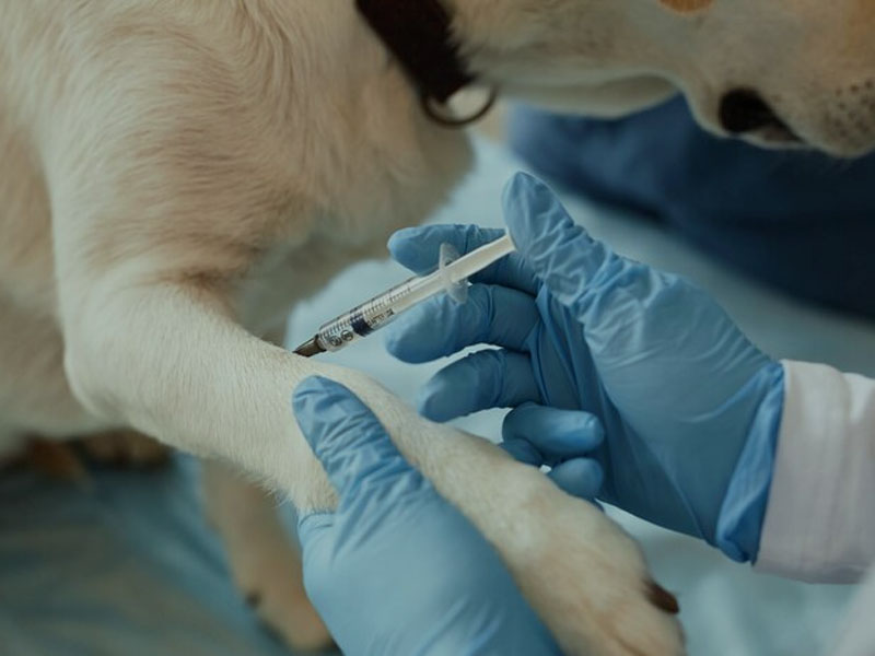 AIM தடுப்பூசி mRNA ரேபிஸ் தடுப்பூசியின் சமீபத்திய முன்கூட்டிய தரவை 